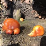 Jelly fungi