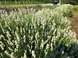 Lavender angustifolia- melissa