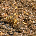 Honey Bee Frame