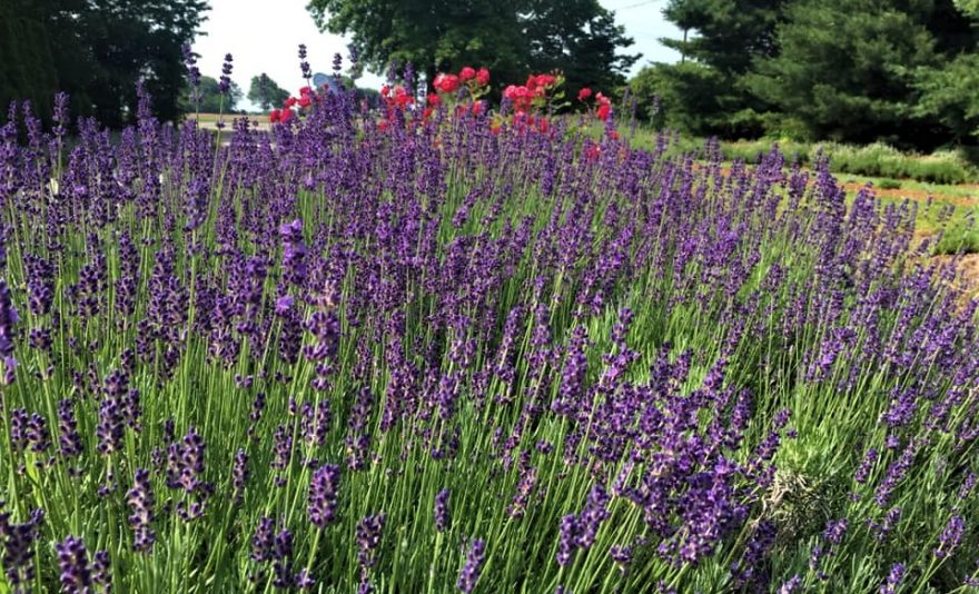 How to Plant Lavender Plants  Garden Goods Direct Planting Guide