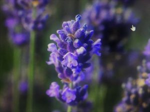 Lavendula angustifolia 'super blue'