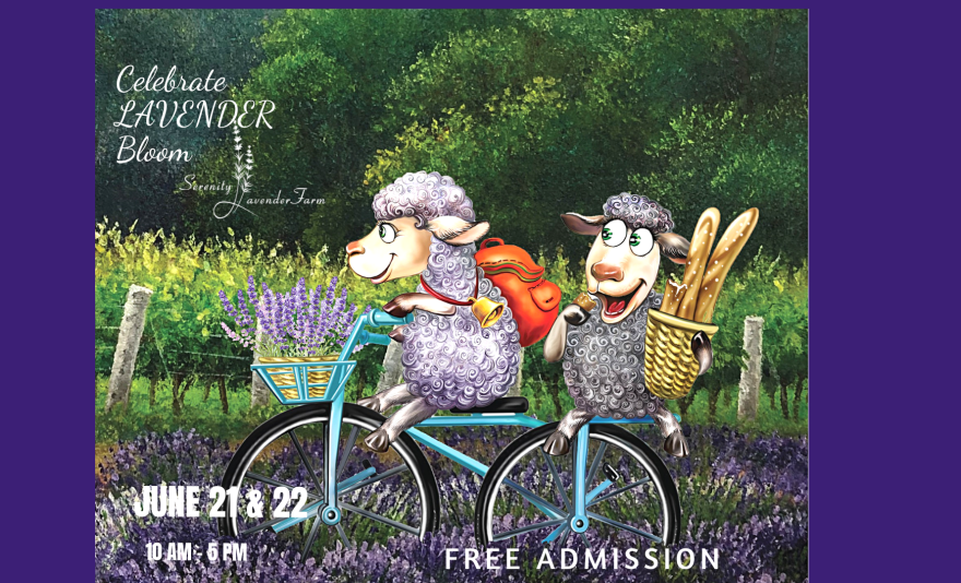 Lavender Festival 2025